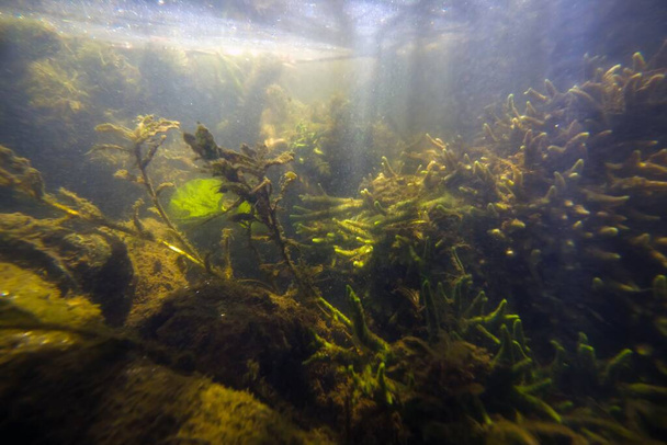 большая колония общей пресноводной губки питается плавающими органическими частицами в мелководной пресноводной реке с чистой водой и густой растительностью, мертвой потамогетоном, покрытой зелеными водорослями; экология исследует - Фото, изображение