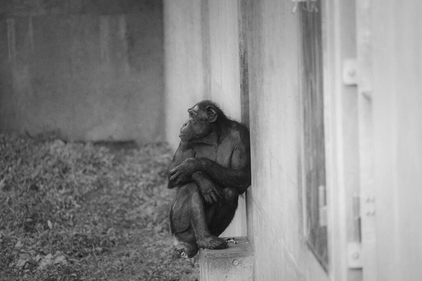een chimpansee in de Japanse dierentuin - Foto, afbeelding