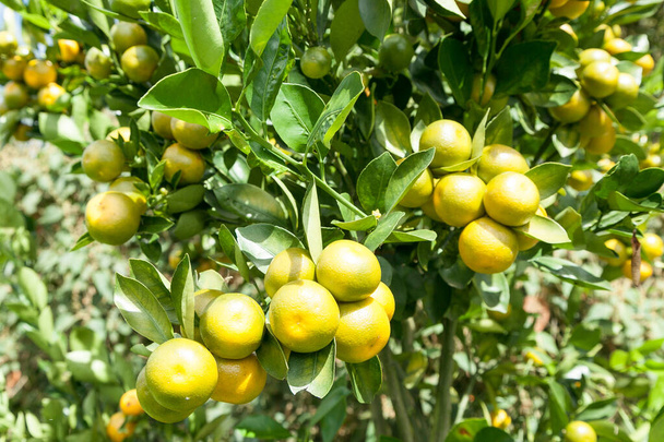 Limon ağacı toplanmaya hazır limonlarla dolu.. - Fotoğraf, Görsel