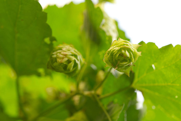 Cones of common hop (Humulus lupulus) with heavy blurred background, close-up shot - Foto, Imagem
