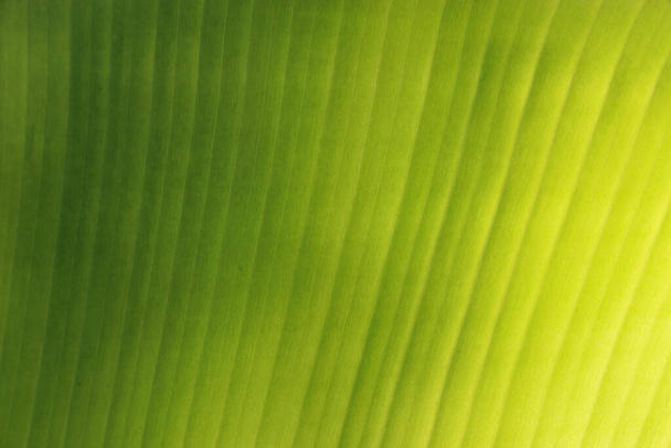 fresh green Leaf texture background of banana - Фото, зображення