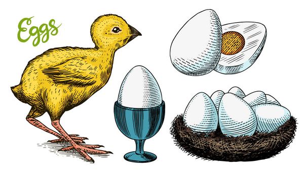 Poulet et porte-œufs, nid et jaune. Esquisse vintage gravée à la main. Style Woodcut. Illustration vectorielle pour menu ou affiche. - Vecteur, image