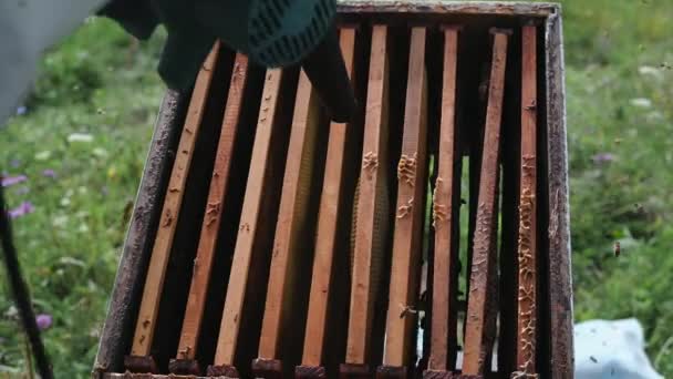 Ο μελισσοκόμος φυσάει μέλισσες από κυψέλη με φυσητήρα για να αφαιρέσετε κηρήθρα. - Πλάνα, βίντεο