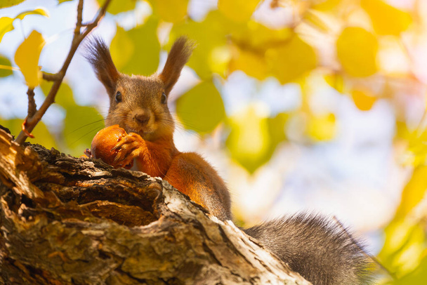 Naranja ardilla comer manzana rama inferior ver retrato lindo bosque ardilla - Foto, Imagen