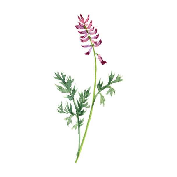 watercolor drawing fumitory - Foto, afbeelding