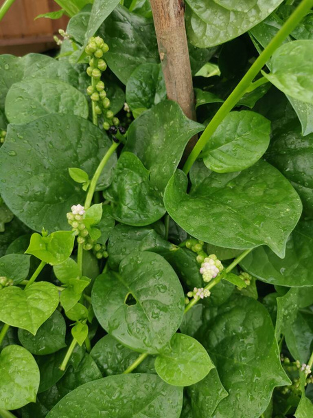 leafly basella alba spinach vegetable - Photo, Image