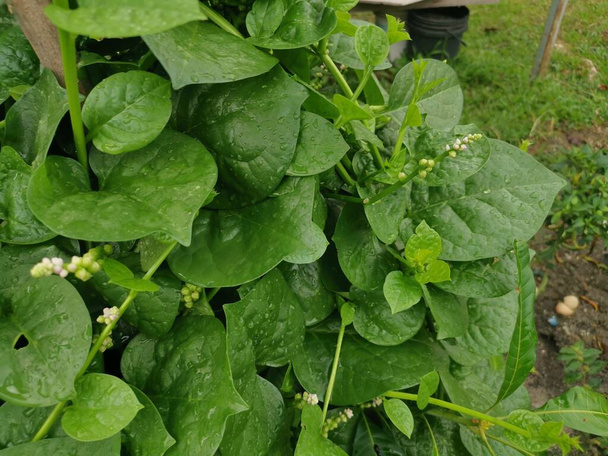 bladhoudende basella alba spinazie groente - Foto, afbeelding