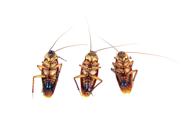 Dead Cockroaches isolated. - Photo, Image
