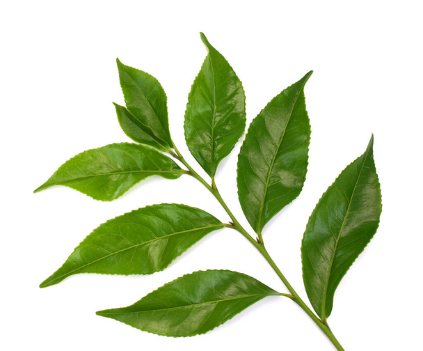 Frische grüne Teeblätter (Camellia sinensis) isoliert auf weißem Hintergrund - Foto, Bild