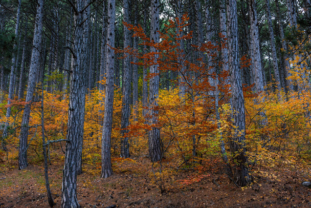 Sonbahar karışık ormanı. Yaprak döken orman ve çam ağaçları. Sarı, turuncu, yeşil, kırmızı yapraklar. Yoğun, aşılmaz orman. Uzun ağaç gövdeleri. Sonbahar doğal arka planı. - Fotoğraf, Görsel