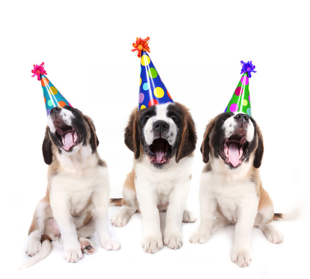 Singing Saint Bernard puppies with birthday party hats - Fotó, kép