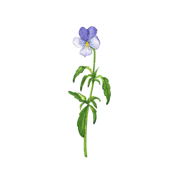 Blue and white wild forest viola flower. Hand drawn watercolor illustration. - Foto, Imagen