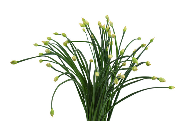 Свежий Allium tuberosum выделен на белом фоне - Фото, изображение
