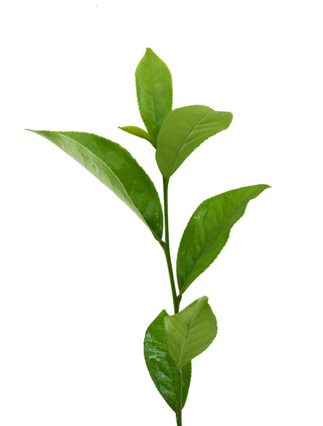 Feuilles de thé vert frais (Camellia sinensis) isolées sur fond blanc - Photo, image