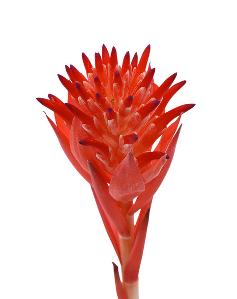 schöne rote Bromelie Blume isoliert auf weißem Hintergrund - Foto, Bild