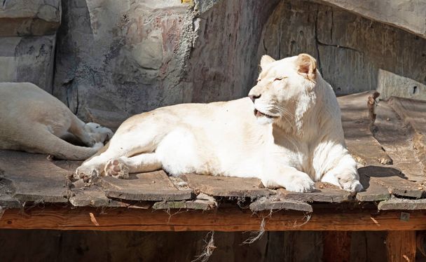 White lion resting on a scaffold, relaxing in the sun - Foto, afbeelding