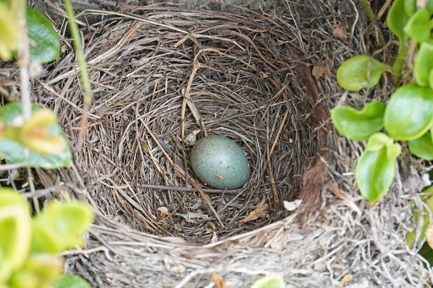 鳥の巣を自然の中で卵で飲み込む - 写真・画像
