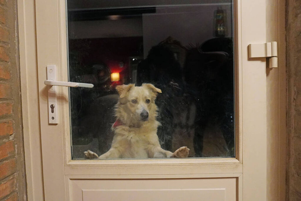 perro fuera de la casa trata de mirar dentro de la puerta - Foto, imagen