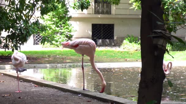 Europa, Włochy, Mediolan kwiecień 2020 - Villa Invernizzi w centrum miasta - różowe flamingi w ogrodzie z jeziorem i zielonymi drzewami przyrodniczymi podczas epidemii koronawiryzmu19 - przyroda i zwierzę w mieście - Materiał filmowy, wideo