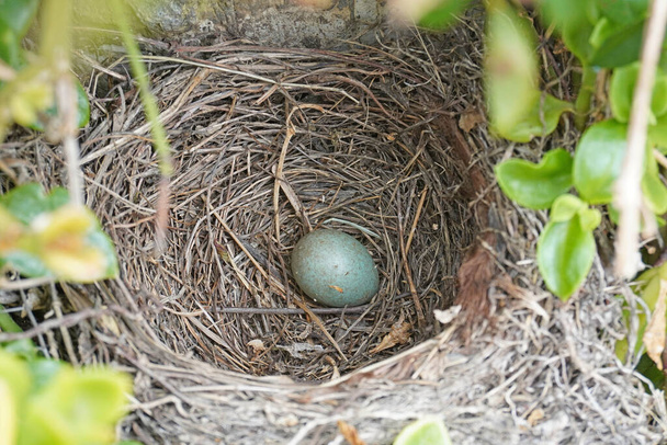 Swallow bird nest with an egg in nature - Photo, Image