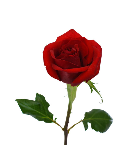 mooie rode roos bloem geïsoleerd op witte achtergrond - Foto, afbeelding
