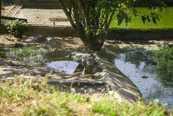 disparo aislado de un gran cocodrilo descansando dentro de la jaula en la granja de cocodrilos de Jong, Kuching, Sarawak, Malasia - Foto, Imagen