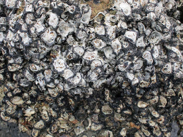 Shells on rock - Photo, Image