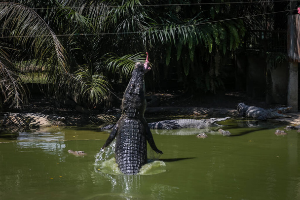 Crocodiles sautant de l'eau pour les sessions d'alimentation dans la ferme de crocodile de Jong, Kuching, Sarawak, Malaisie - Photo, image