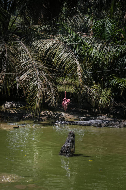 Крокодили вистрибують з води для годування на фермі Йонг Крокодил, Кучінг, Саравак, Малайзія. - Фото, зображення
