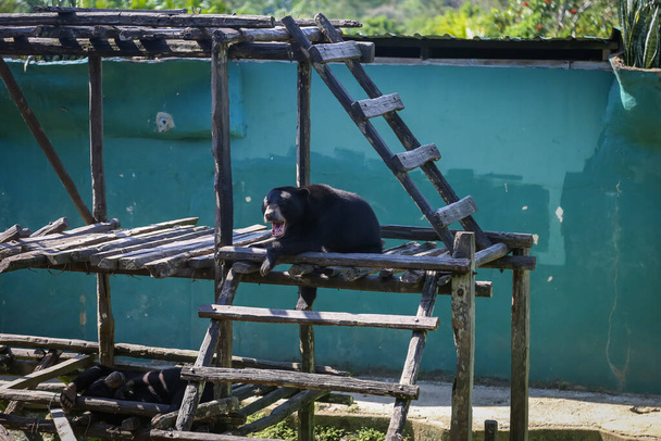 Plan fermé de l'ours soleil malais, ou aussi connu sous le nom de Honey Bear. L'un des animaux protégés en Malaisie - Photo, image