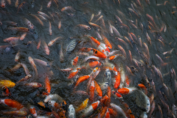 a lot of Koi Fishes swimming inside a pond and gathering around waiting to be fed - Photo, Image
