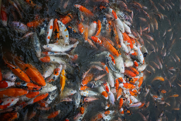 Sok Koi Hal úszik a tóban és arra vár, hogy megetessék. - Fotó, kép