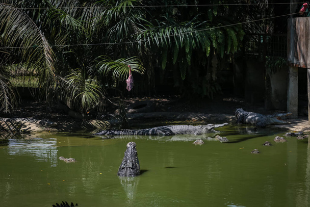 Cocodrilos saltando del agua para las sesiones de alimentación en Jong 's Crocodile Farm, Kuching, Sarawak, Malasia - Foto, Imagen