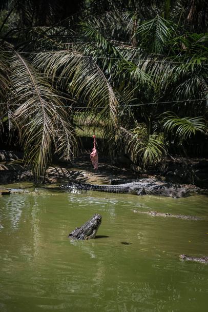 Крокодилы выпрыгивают из воды для кормления на крокодиловой ферме Йонга, Кучинг, Саравак, Малайзия - Фото, изображение