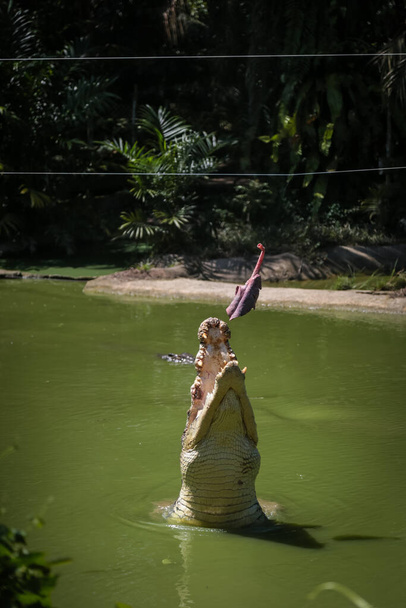 マレーシア・サラワク州クチン市のジョンズクロコダイル農場での給餌セッションのために水から飛び降りたワニ - 写真・画像