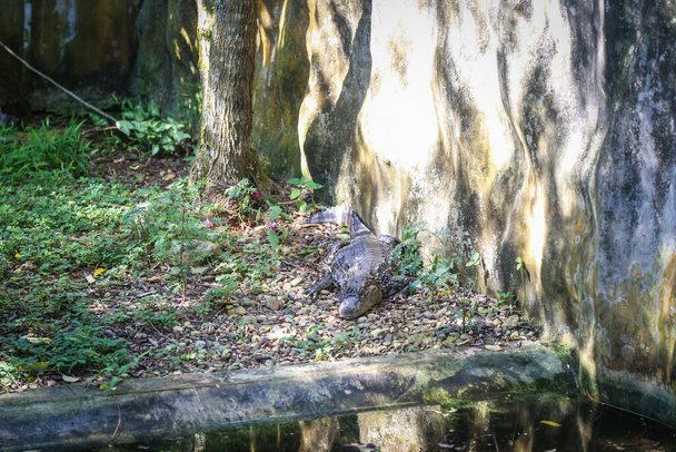 isolated shot of a large crocodile resting inside the cage at Jong's Crocodile Farm, Kuching, Sarawak, Malaysia - Photo, Image