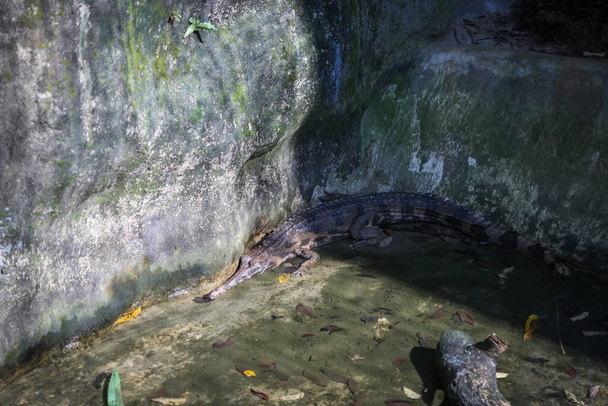 colpo isolato di un grande coccodrillo che riposa all'interno della gabbia presso la fattoria del coccodrillo di Jong, Kuching, Sarawak, Malesia - Foto, immagini