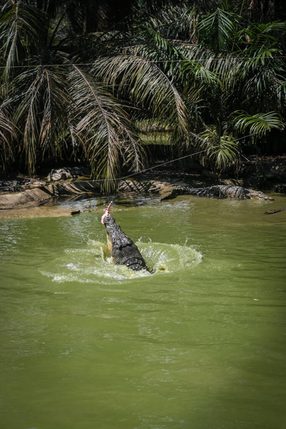 マレーシア・サラワク州クチン市のジョンズクロコダイル農場での給餌セッションのために水から飛び降りたワニ - 写真・画像