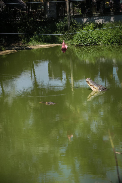 Krokodile springen aus dem Wasser für die Fütterung in Jong 's Krokodilfarm, Kuching, Sarawak, Malaysia - Foto, Bild