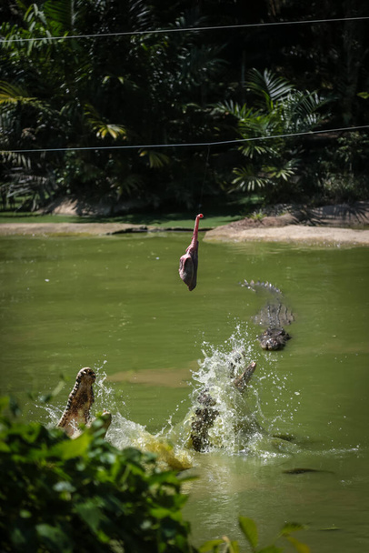 Крокодили вистрибують з води для годування на фермі Йонг Крокодил, Кучінг, Саравак, Малайзія. - Фото, зображення