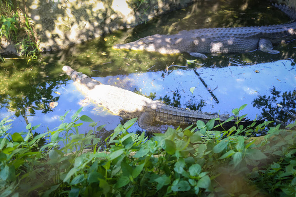 изолированный снимок большого крокодила, лежащего в клетке на Крокодиловой ферме Йонга, Кучинг, Саравак, Малайзия - Фото, изображение