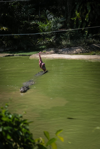 Krokodile springen aus dem Wasser für die Fütterung in Jong 's Krokodilfarm, Kuching, Sarawak, Malaysia - Foto, Bild