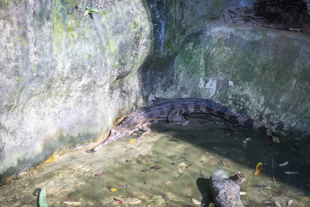 izolovaný záběr velkého krokodýla odpočívajícího v kleci v Jongově krokodýlí farmě, Kuching, Sarawak, Malajsie - Fotografie, Obrázek