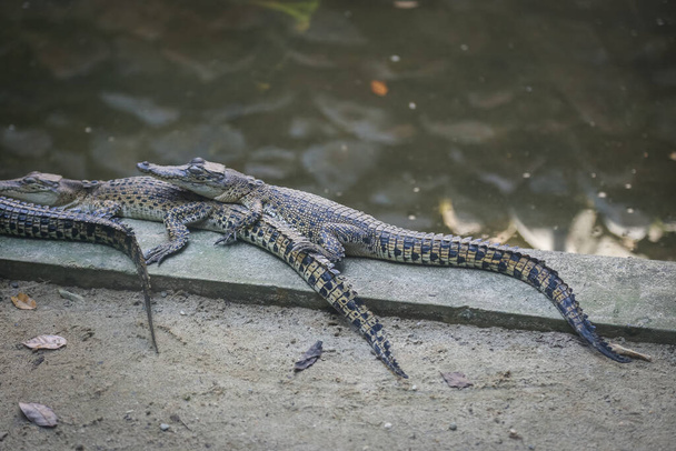 Знімок великого крокодила, що відпочиває в клітці на фермі Йонг Крокодил, Кучінг, Саравак, Малайзія. - Фото, зображення