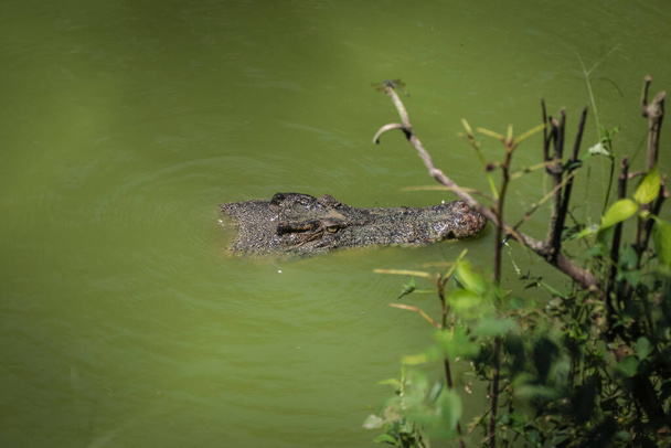 Krokodýli vyskakující z vody na krmení v Jong 's Crocodile Farm, Kuching, Sarawak, Malajsie - Fotografie, Obrázek