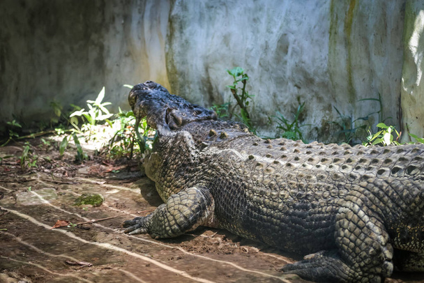plan isolé d'un grand crocodile reposant à l'intérieur de la cage de Jong's Crocodile Farm, Kuching, Sarawak, Malaisie - Photo, image