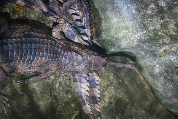 Знімок великого крокодила, що відпочиває в клітці на фермі Йонг Крокодил, Кучінг, Саравак, Малайзія. - Фото, зображення