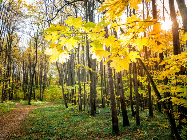Lindas folhas de bordo de outono na árvore no parque - Foto, Imagem