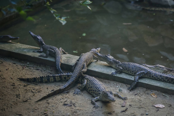 disparo aislado de un gran cocodrilo descansando dentro de la jaula en la granja de cocodrilos de Jong, Kuching, Sarawak, Malasia - Foto, Imagen