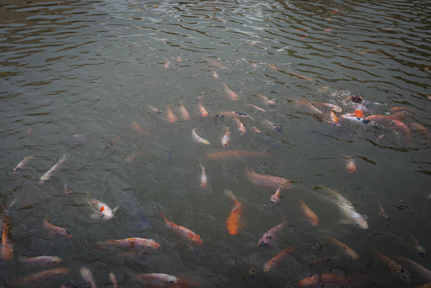Sok Koi Hal úszik a tóban és arra vár, hogy megetessék. - Fotó, kép